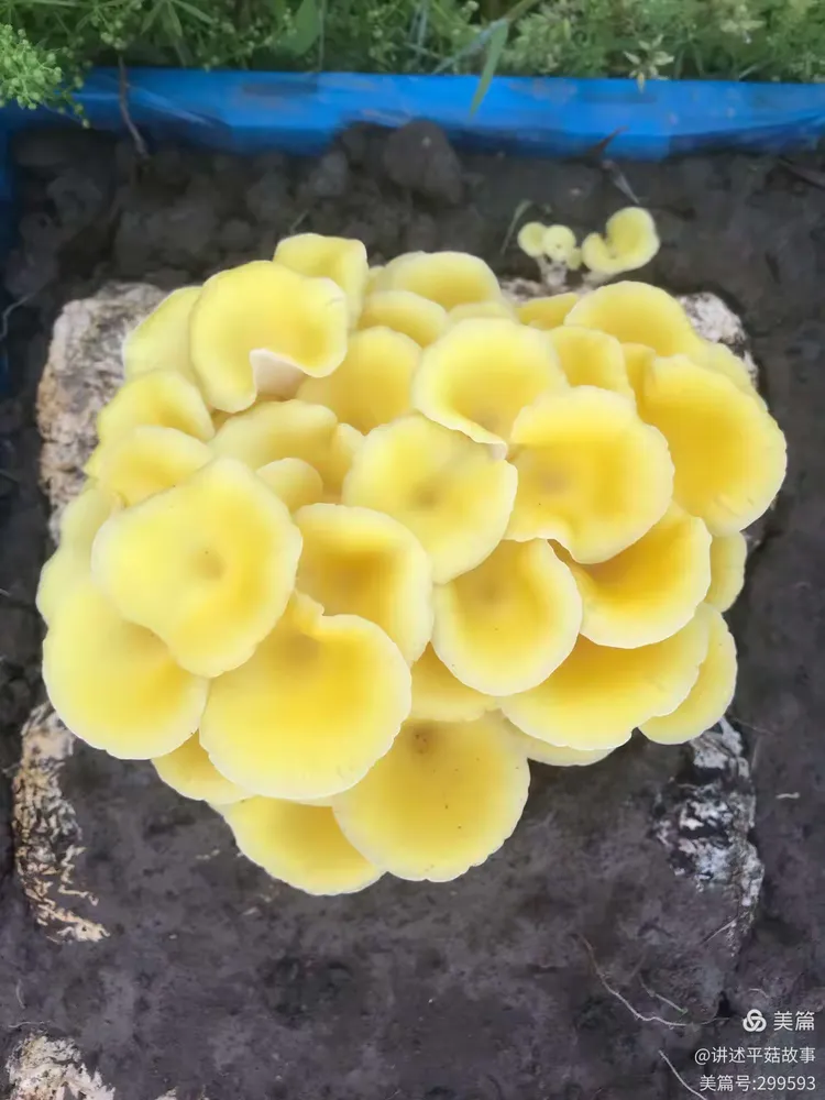 榆黄菇